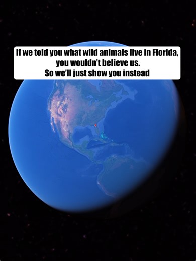 Details below👇🏼 . Did you know just 10 mins south of Gainesville, you can find herds of wild horses and bison roam freely in an open prairie? This is the most unique state park in Florida and it’s the only place in Florida where you’ll see them in the wild. There are over 30 miles of trails for equestrians, hikers and bicyclists to explore and a few observation decks to spot wildlife. . Paynes Prairie Preserve State Park 📍100 Savannah Blvd, Micanopy, FL 32667 . #wildbison #wildFlorida #wildho