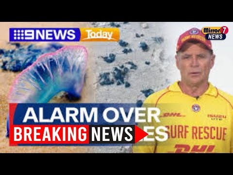 Bluebottle Warnings Rise as Stingers Swarm Australian Beaches This Summer