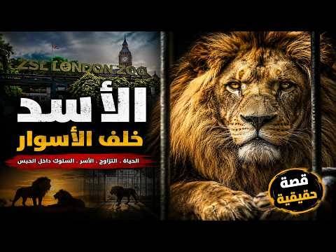 London Zoo Lions | Born Wild, Raised Behind Bars LIVE