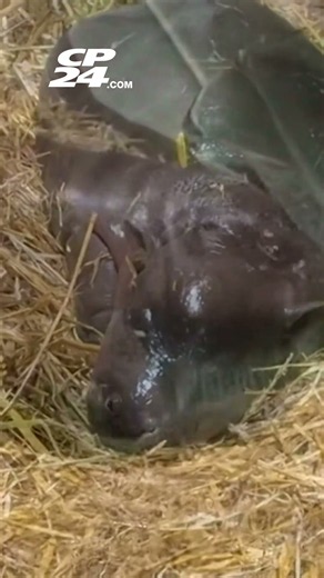 Toronto Zoo reveals name of three-week-old pygmy hippo calf