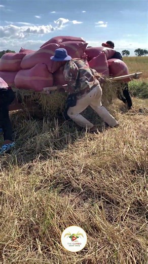 #ep274 #tractorstuntvideo #tractorvideo #farmers #excavator #agriculture #shortvideo