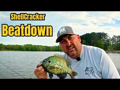 Redear Fishing: Absolute Shellcracker Beatdown on Kentucky Lake