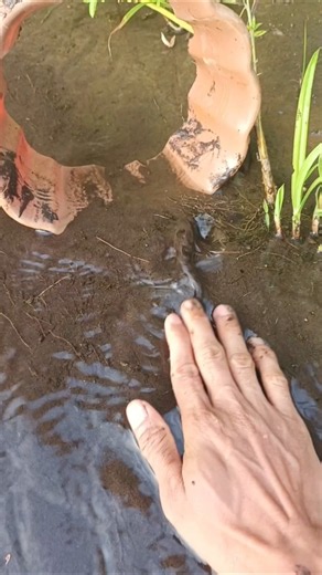 catching snakehead fish for aquarium- SNAKEHEAD FISH #shorts #fish #channa #viralvideo