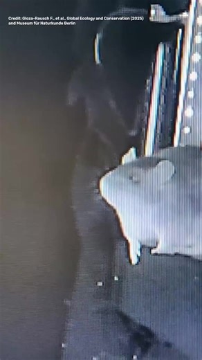 Researchers have observed rats taking bats from the air for the first time. These adventurous hunters were recorded showing this behavior on a ledge outside a cave not far from Hamburg, snatching up their bat snacks at night. While an impressive skill, given that they are virtually blind in the darkness, the invasive rats could present a major problem for the native bat population. Read more: https://buff.ly/7EDbMEq Credit: Gloza-Rausch et al., Global Ecology and Conservation 2025 (CC BY-NC-ND 4