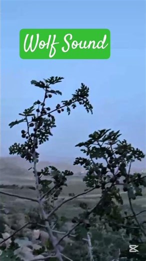 Wild Wolf Howling Sound | Real Nature Night Call 🐺🌙
