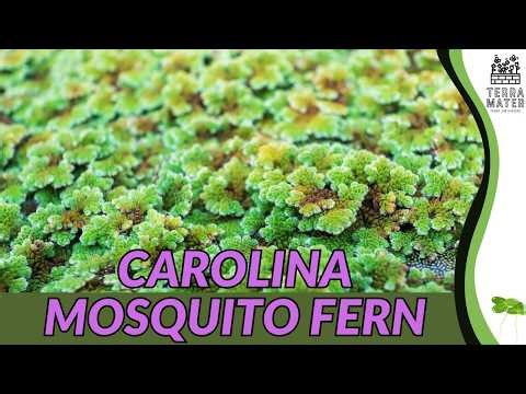 Carolina Mosquito Fern (Azolla caroliniana): Floating Aquatic Plant Profile for Ponds