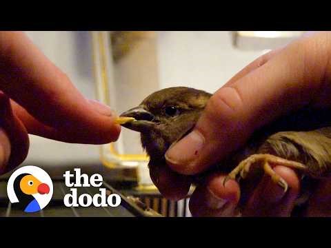 Dad And Daughter Rescue Sparrow Trapped In Plastic | The Dodo