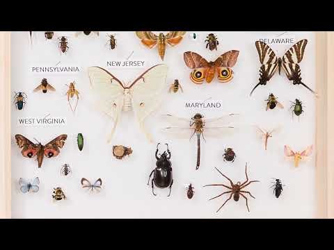 The natural history of every U.S. state is on display at a new DC exhibit | Science News