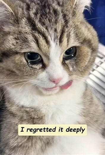 Cat Grass Treats for Hairball Relief