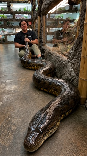 This sixteen foot green anaconda makes one enormous first impression