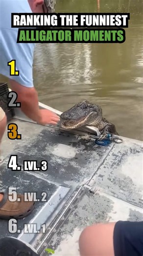 RANKING THE FUNNIEST ALLIGATOR MOMENTS