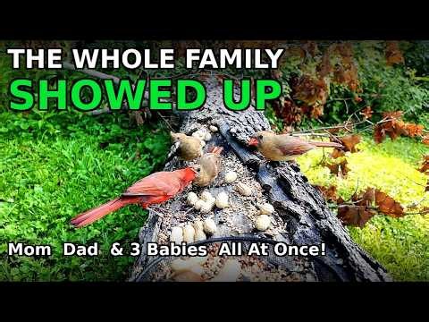 The Whole Cardinal Family Showed Up 🔴🐣 | Baby Cardinals, Blue Jays & Wildlife | Cat TV | Northern KY