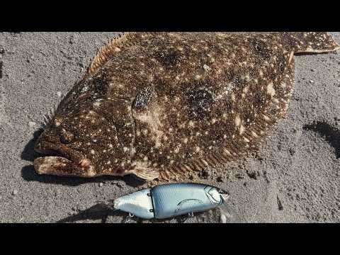 Giant Fluke on Glide Baits - The New Flounder Meta?