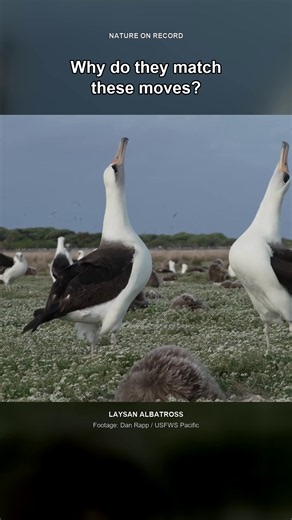 Why These Albatrosses Dance Together