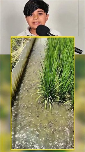 Double Profit, Single Field? The Future of Farming! 🌾🐟
