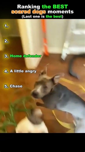 Ranking The BEST Scared Dogs Moments!🐶