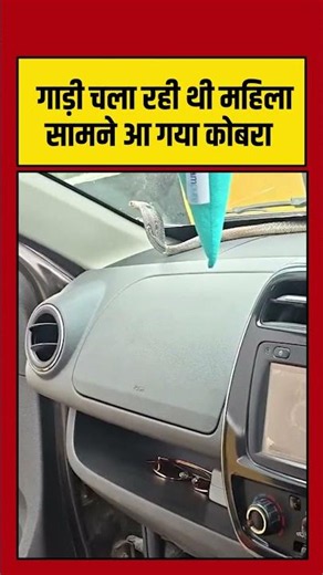 गाड़ी चला रही थी महिला सामने आ गया कोबरा | #Snake | #Cobra #viralvideo #Shorts