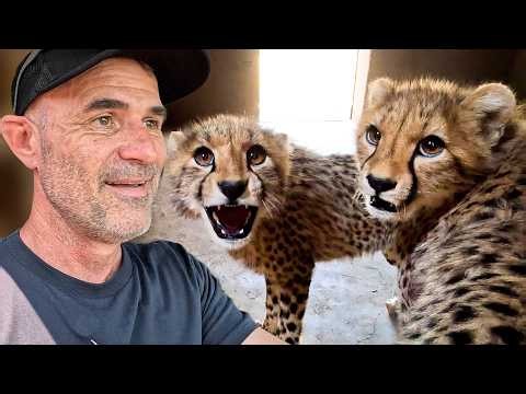 How We Rescued A Rare Litter of CHEETAH CUBS! | The Lion Whisperer