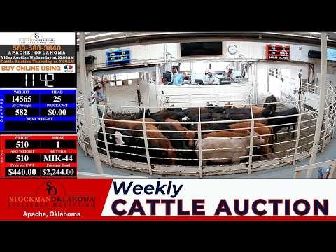 APACHE LIVESTOCK AUCTION | 2,000 Head Stockman Oklahoma Thursday Run | 5.7.26