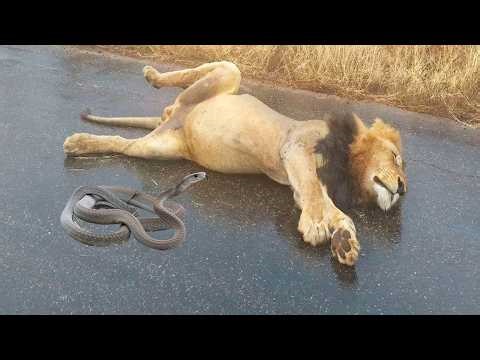 Black mamba kills lion without mercy!