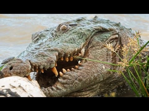 4k Animal live | Jungle Live Safari | Relaxing Nature Sounds