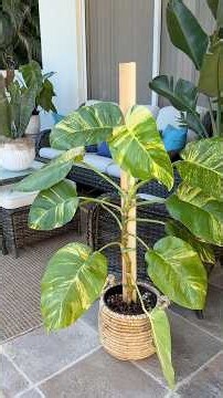I Rooted This Plant Before Cutting It… And It Changed Everything