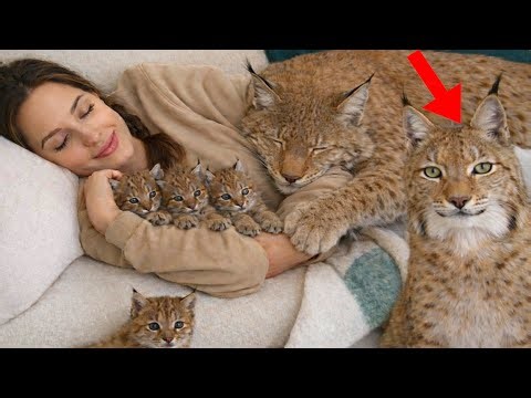 A lone lynx now has a FAMILY – I never thought this would happen! 😱