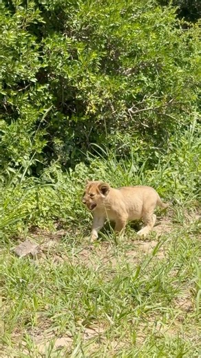 Cute Tiny Lion Cub Calling For Mother | Kruger National Park