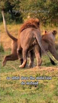 🦁 Why Does the Male Lion Look So Majestic… Yet Rarely Hunt?