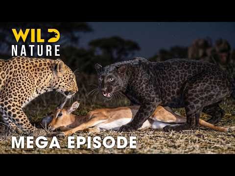 Ultimate Predators (MEGA EPISODE) | The Most Brutal Fight for Survival