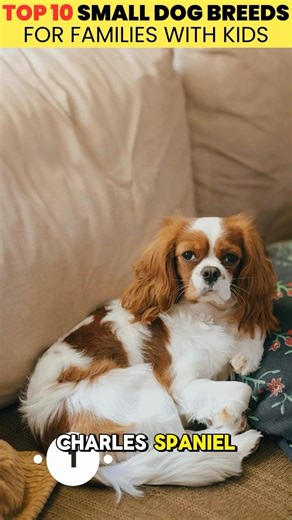Top 5 Best Small Dogs for Families With Kids 🐾👧🧒 (Final Part)