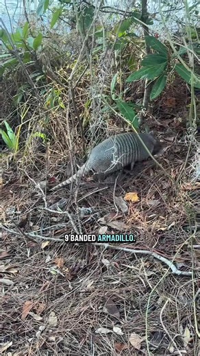 ETL - Relax Videos - the nine banded armadillo is actually..mp4 - COS.TV