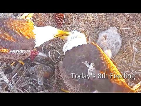 #171🦅E26🐥16°／SWFL Bald Eagle Nest 2025-2026／F23💗M15／Powerd by Southwest Florida Eagle Cam