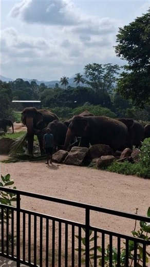 Saved Elephant Cries Tears of Joy!🐘#YouTubeShorts #shorts #animals #WildlifeElephant #ElephantRescue