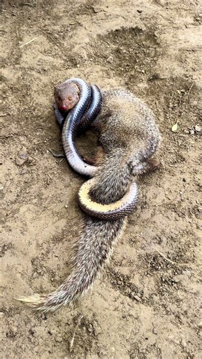 mongoose nevla and cobra nag