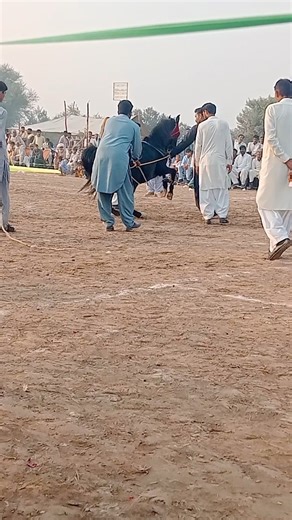 Horse dancing to the rhythm of dhol //#shorts#viralshorts#ytshorts#fyp#themepark