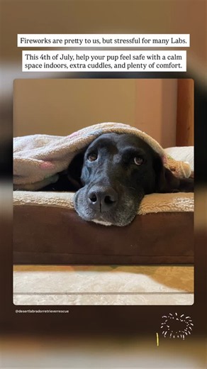 Desert Labrador Retriever Rescue on Reels