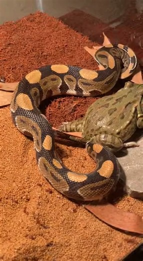 Ball Python vs Large Frog – Terrarium Survival Instinct | Goga PasrOori 2:0