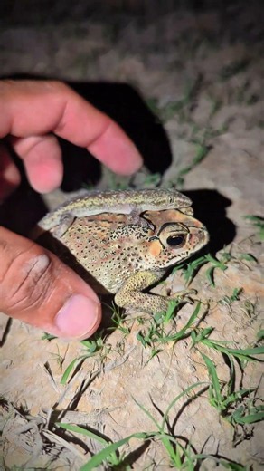 Today, catch a funny frog | toad and lizard funny boing boing by hand | froggy adventure funny