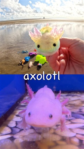 Learn Animal Names for Kids at the Beach: Cow Elephant Rankin’s Dragon Pig Axolotl