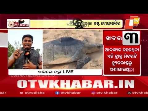 GPS Tagging of Olive Ridley Turtles to Track Their Movement in Sea