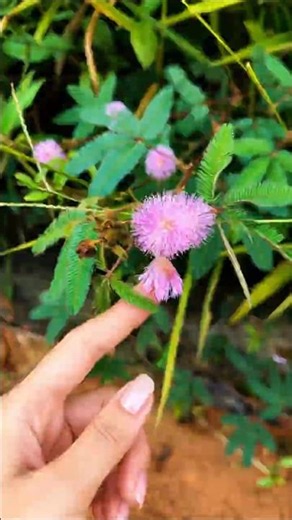 Mimosa Pudica: The Plant That Falls Asleep When You Touch It! 🌿😱 #shorts #plants #farming