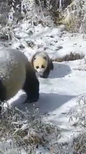 Infrared cameras in the Giant Panda National Park in southwest China's Sichuan Province captured footage of a wild giant panda mother and her cub roaming through a snowy bamboo forest. #EcoCivilization #ChinaTravel #BetterLife #Winter #panda For more: https://news.cgtn.com/news/2026-01-11/Wild-pandas-caught-on-camera-roaming-in-southwest-China-forest-1JQylrTb1Go/p.html | China Plus Culture