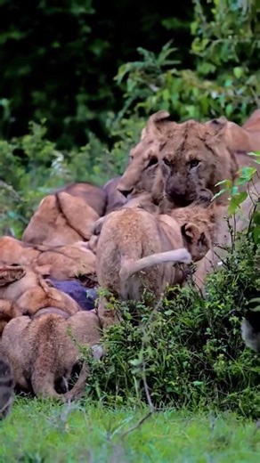 A successful hunt brings together a lion pride
