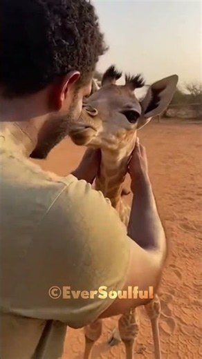 A Baby Giraffe's Love for His Caretaker 💖
