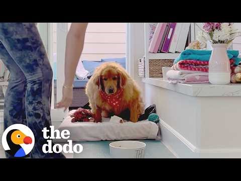 Obese Golden Retriever Does Infinite Zoomies Now | The Dodo
