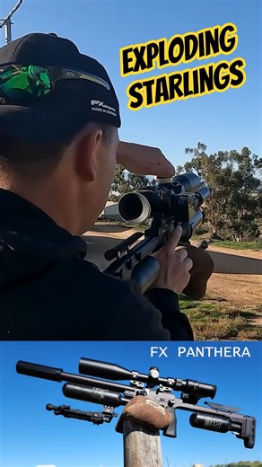 Exploding starlings | FX Panthera #fxairguns #elementoptics