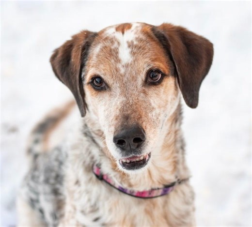 MONTY NEEDS A HOME: 443 days in a shelter- It's time!