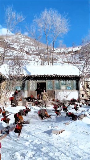 Winter on the Farm: Dozens of Roosters Take Flight