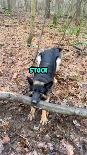 BiG StiCk EnErGy 🪵🐕